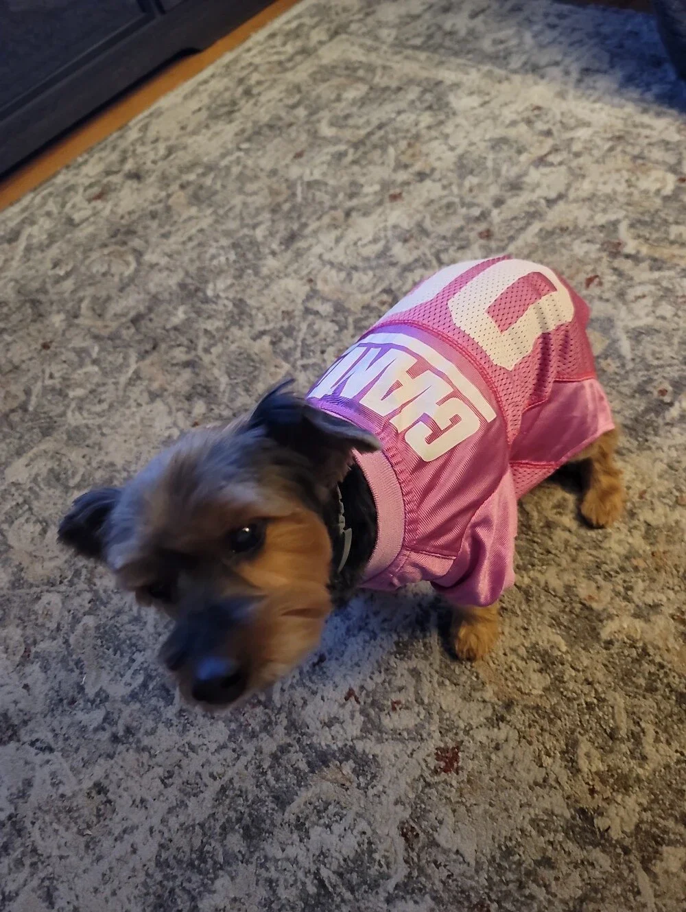 New York Giants Licensed NFL Pets First Jersey Mesh Pink